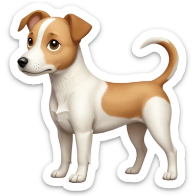 a full body facing front on of a buff white beagle cross jack russell terrier looking dog the size of a kelpie with light brown long ears resting on its face and a light brown patch above one eye and a large snout. the rest of the dog is completely white.  sticker