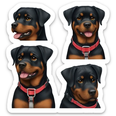 A pretty and happy Rottweiler female with a red harness sticker