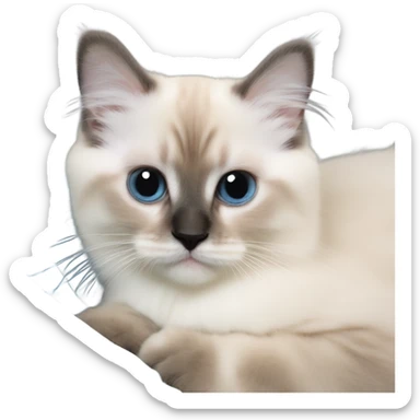 a birman kitten of 7 months cute pretty small face laying on a shoulder sticker