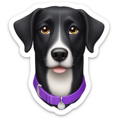 Black lab border collie mix with purple collar and light brown eyes sticker