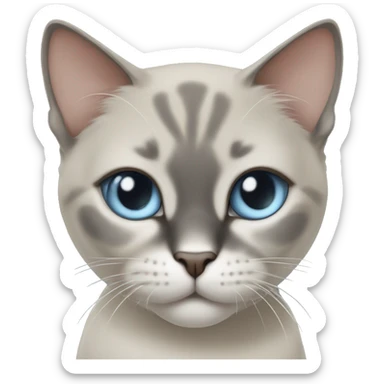 Thai breed cat with a  cream body, dark gray face, ears, and paws. Short fur, sharp ears, and striking light blue eyes with an intense gaze. sticker