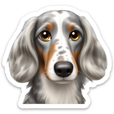Gray, white, and brown merle long-haired dachshund sticker