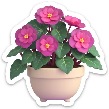 Begonia Rex with dark green leaves, purple edges, white spots in the middle, and distinct spiral centers where each leaf grows from, in a beige pot sticker