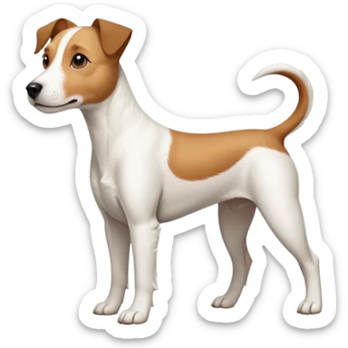a full body large white parson russell terrier looking dog the size of a kelpie with light brown long ears and a light brown patch on one eye and a large snout sticker