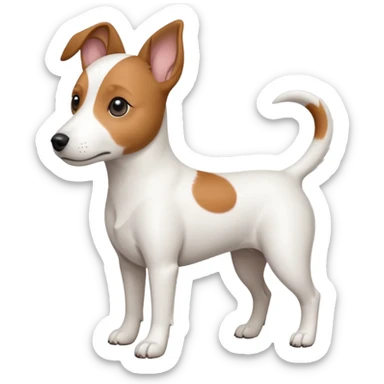a fully white jack russell the size of a kelpie with floppy ears and a half white face sticker