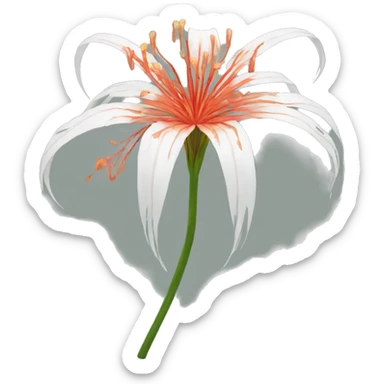 Spider lily sticker