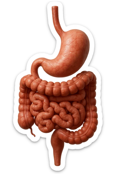 stomaco e intestino sono collegati, colore naturali, iperrealistico 4k sticker