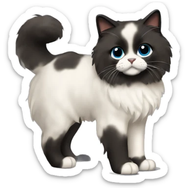 Ragdoll with full dark face, black fur feet and tail, Standing posture sticker
