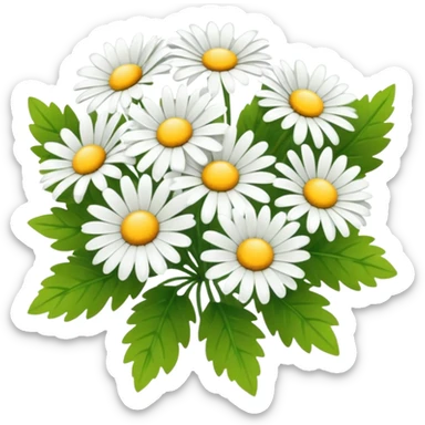 bouquet of daisies with white petals, yellow centers, and shiny green leaves, soft lighting, no background sticker