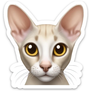 Oriental shorthair cat sticker