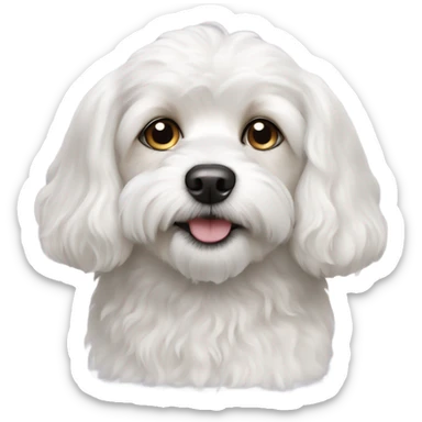 A white cavachon dog  sticker