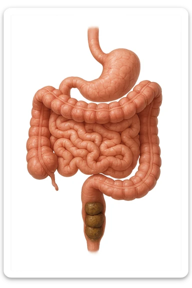 intestino umano anatomico realistico con feci spezzettate iperrealistiche nel colon sticker