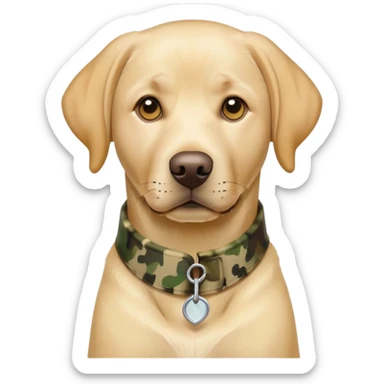Male yellow Labrador dog wearing a camouflage collar sticker