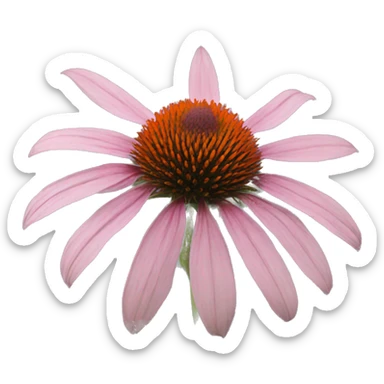 whole echinacea flower sticker