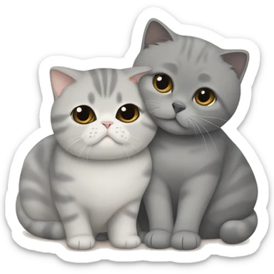 Grey Scottish fold is cuddling with a beige British shorthair  sticker