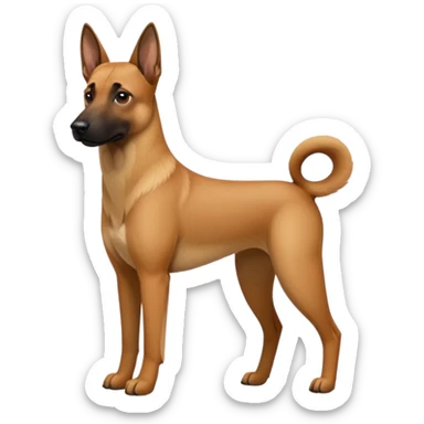 Chien malinois sticker