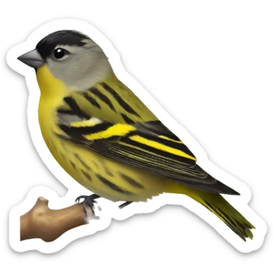 Eurasian siskin  sticker