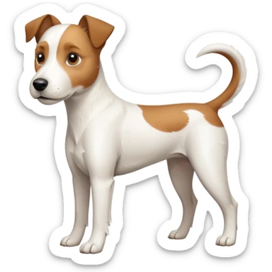 a full body large white parson russell terrier looking dog the size of a kelpie with light brown long ears and a light brown patch on one eye and a large snout sticker
