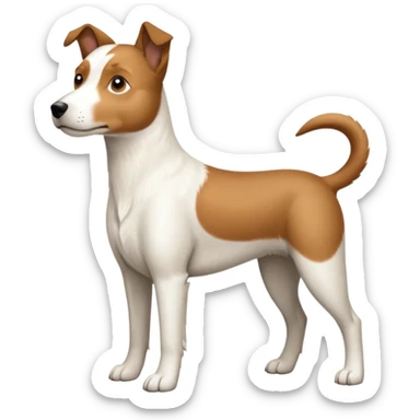 a full body large white parson russell looking dog the size of a kelpie with light brown ears and a light brown patch on one eye and a large snout sticker