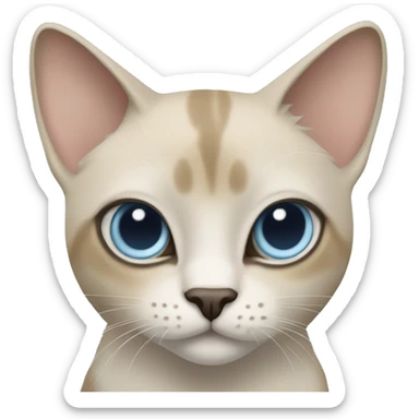 Thai breed adult cat with a light cream-brown body, dark gray nose and face, ears, and paws. sharp ears, and striking light blue eyes  sticker