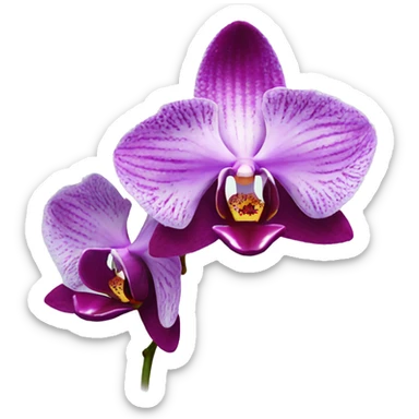 Orchid  sticker