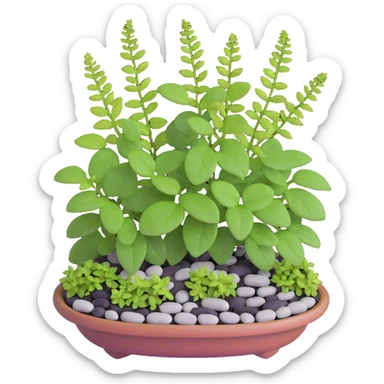 Miniature dish garden with young Plectranthus Verticillatus plants with perfectly round leaves arranged with small pebbles and moss sticker