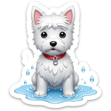 Westie with wet fur and puddles sticker
