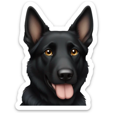 Black German shepherd dog one blue eye, one brown eye, white chest sticker