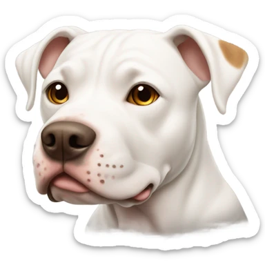 White pit bull with brown ear sticker