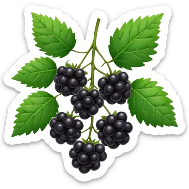 blackberry plant sticker