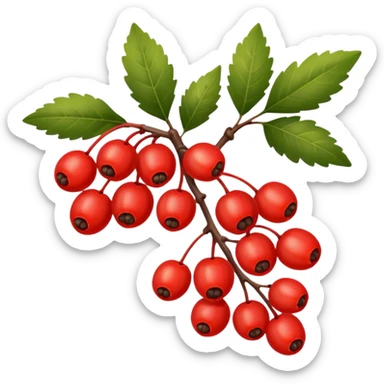rowan/mountain ash berries, simple sticker