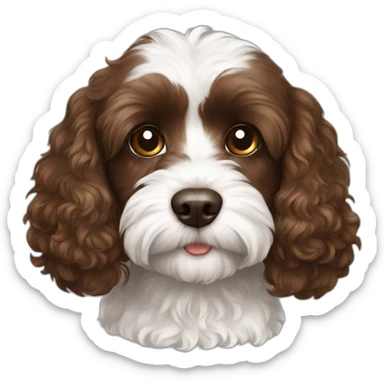 Dark brown cavoodle white chest sticker