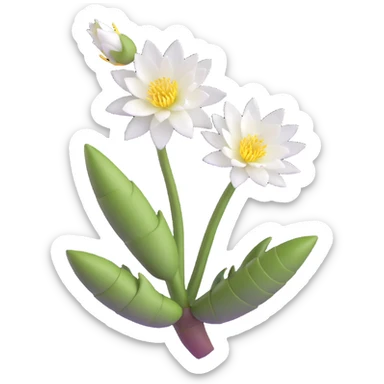 beautiful blooming epiphyllum flower with white petals sticker