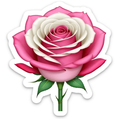 One pink rose and one white rose in transparent bouquet with red band  sticker