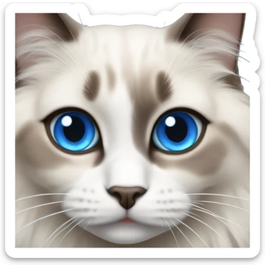 Ragdoll cat with blue eyes sticker