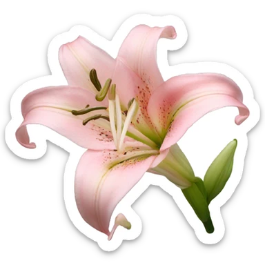 light pink lilium sticker