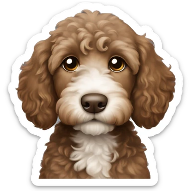 Brown Labradoodle puppy with white patch on tummy brown face and a collar that says “moose” sticker