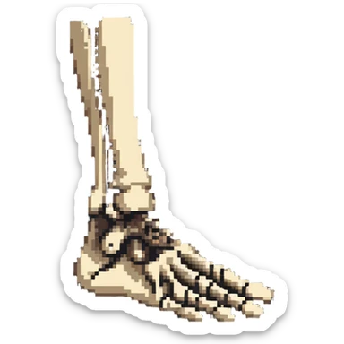 skeleton foot, bones of human foot, anatomical foot bones sticker