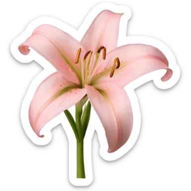light pink lilium sticker