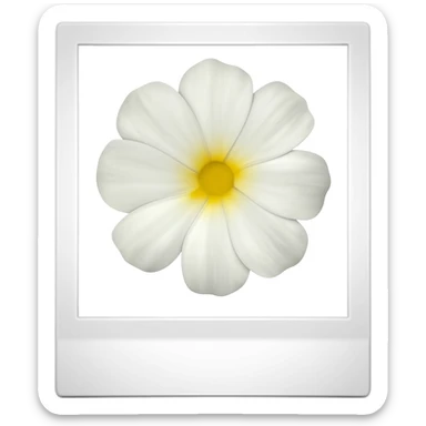 white Polaroid of a flower sticker