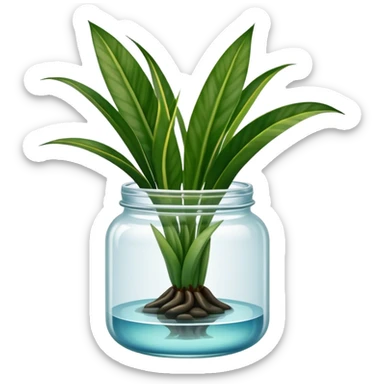 Snake plant with these exact leaves, no background, containe in a glass jar with water up to the middle sticker