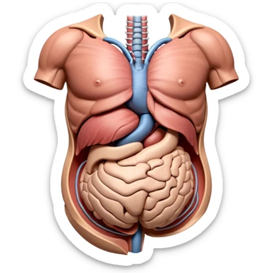 A highly detailed 3D accurate and anatomical model of the belly of a human. Medical illustration style, realistic lighting, neutral background, hyper-detailed, scientific accuracy, 8K resolution. ANATOMICAL ACCURACY and ORGAN PLACEMENT are a PRIORITY  sticker