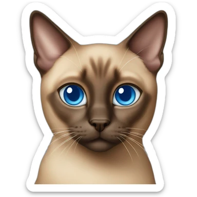 Brown siamese cat with blue squint eyes sticker