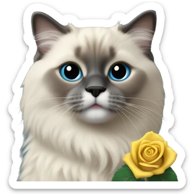 Blue colorpoint ragdoll with dark face and nose holding a yellow rose sticker