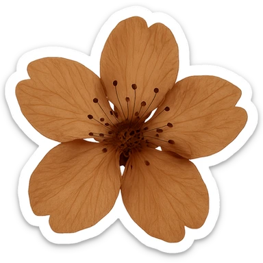 show  one brown cherry blossom without a stem , remove background sticker