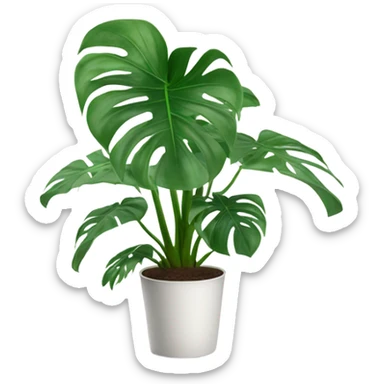 Monstera plant with 4 matured leaves in white pot sticker