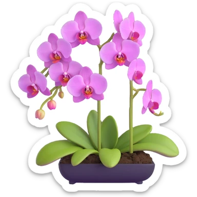 Detailed phalaenopsis moth orchid with realistic texture, elegant arching stem and multiple blooms sticker