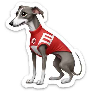 Italian greyhound wearing an Ohio state jersey sticker