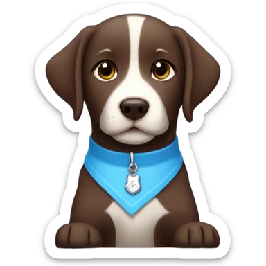 Chocolate labrador adorable little puppy with small white fur on chest and cute blue collar sticker