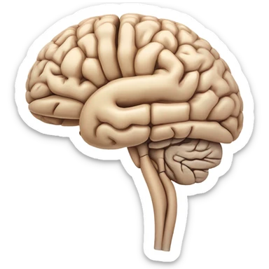 Brain anatomy  sticker